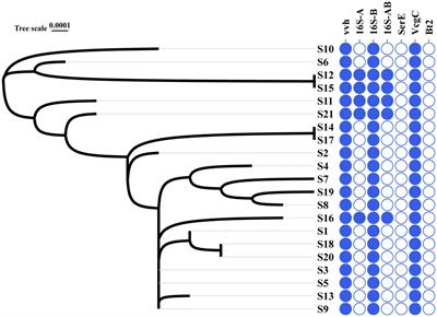 Antibiotic resistance and virulence characteristics of Vibrio vulnificus isolated from Ningbo, China